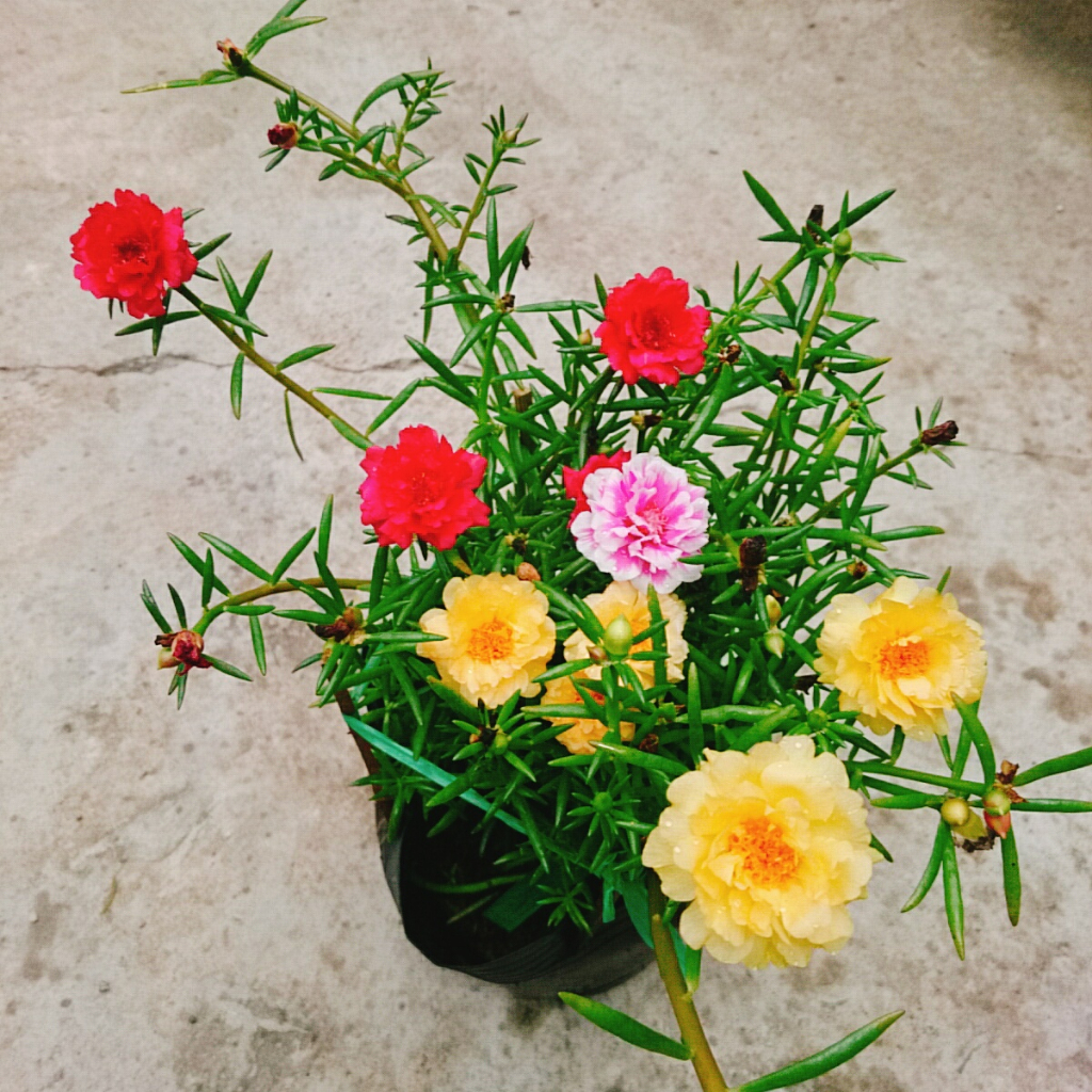 Cây hoa mười giờ bầu đất